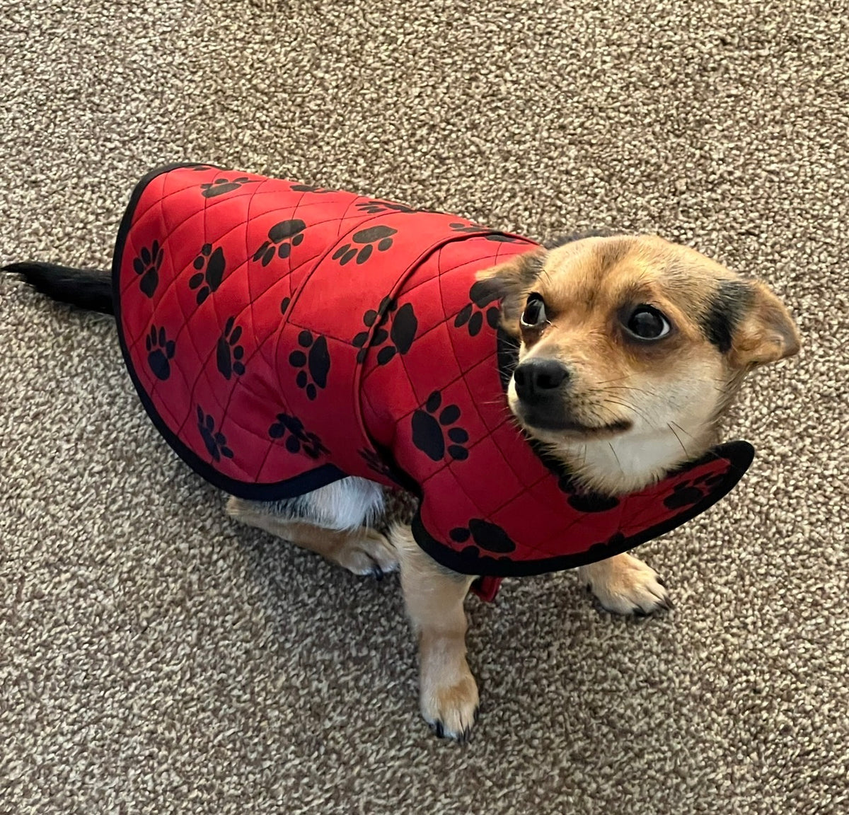 Pendi's Quilted Dog Coat adjustable pattern complete with instructions for a 'Harness Hack', 'Doggy Dry Coat' for drying, as well as a cute 'Bandana' for a collar - Digital Download