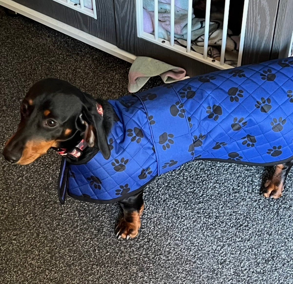 Pendi's Quilted Dog Coat adjustable pattern complete with instructions for a 'Harness Hack', 'Doggy Dry Coat' for drying, as well as a cute 'Bandana' for a collar - Digital Download