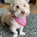 Pet Bandana - Digital Download