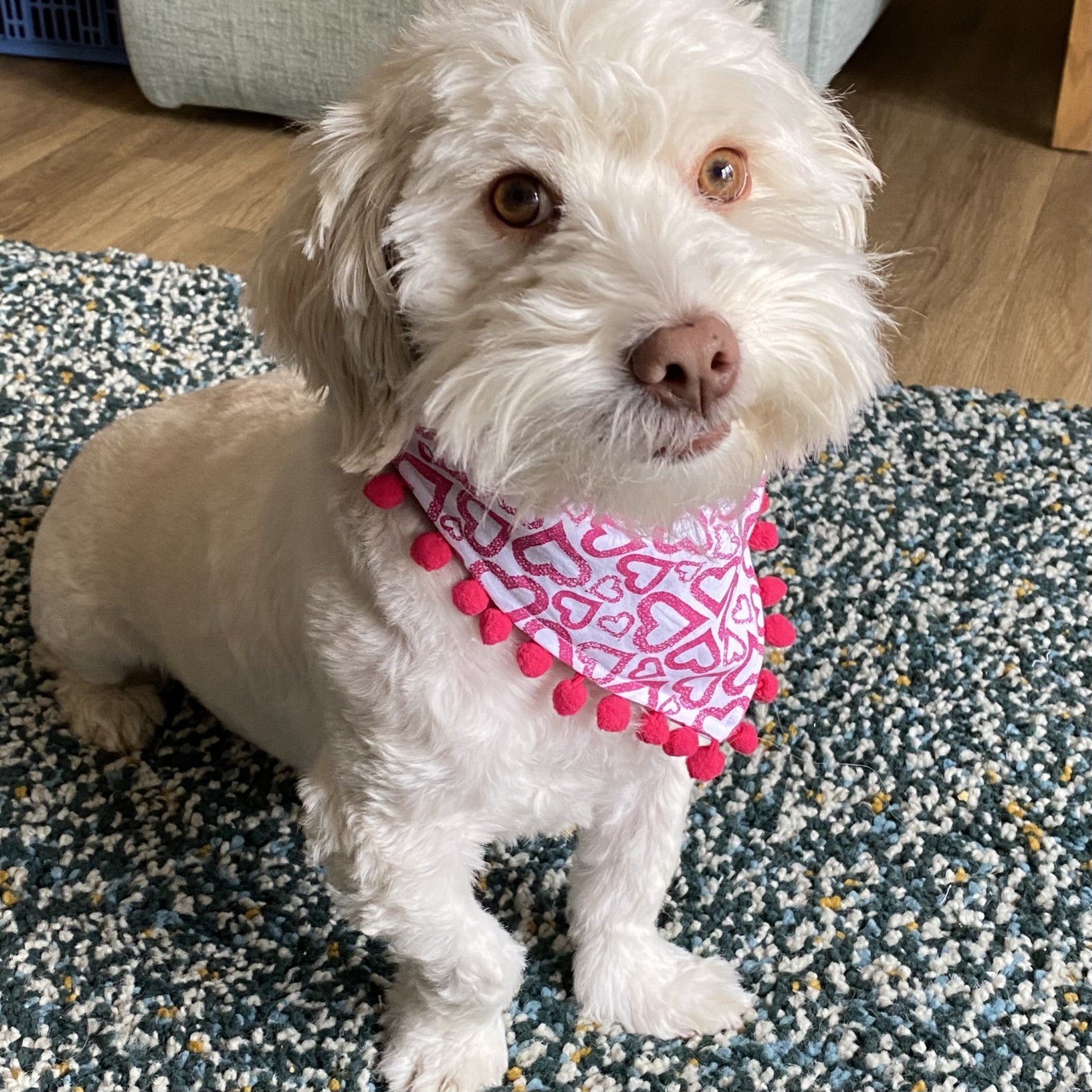 Pet Bandana - Digital Download