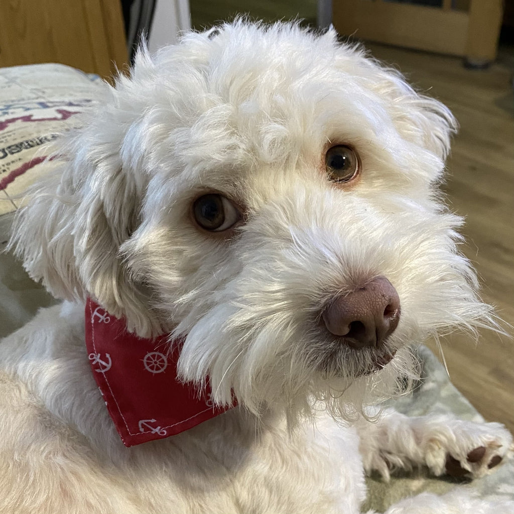 Pet Bandana - Digital Download